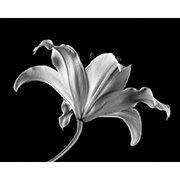 "Lily" - Selenium toned Silver Gelatin Print - 2014